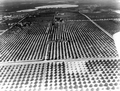 Aerial view of citrus groves - Winter Haven, Florida