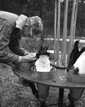 Biologist Dale Crider sexing Canada geese by cloacal examination.