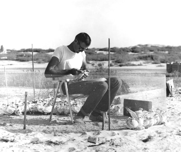 Waterfowl biologist Dale Crider working with birds.