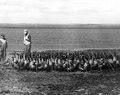 Unidentified men herd geese into a pen
