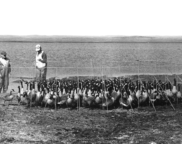 Unidentified men herd geese into a pen