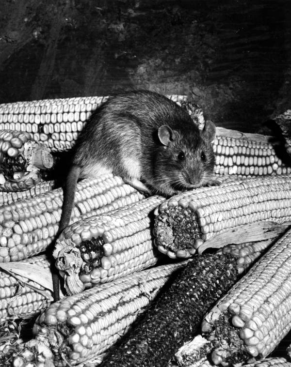 Public health officials blamed rodents like this rat for harboring the fleas that transmitted the plague bacteria to humans.