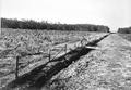 Acres of castor beans beside the road to Ocean Pond near Olustee