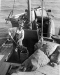 Apalachicola Fish and Oyster Company worker shoveling oysters into sack - Apalachicola, Florida.