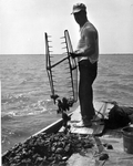 Apalachicola Fish and Oyster Company employee Captain Laurence White tonging oysters aboard the "Mary Ann" - Apalachicola, Florida.