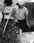 Apalachicola Fish and Oyster Company employee separating oysters aboard boat - Apalachicola, Florida.