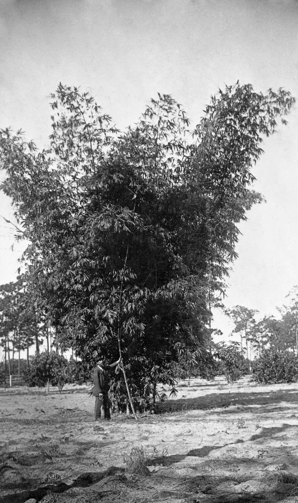 Man stands in front of giant bamboo plant (circa 1890s).