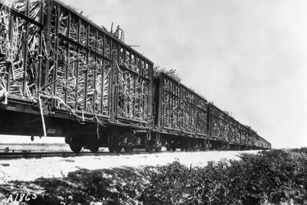 Atlantic Coast Line cars full of sugar cane going to mills at Clewiston, Moore Haven or South Bay