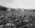 Field with turpentine distillery at left - Lady Lake, Florida.