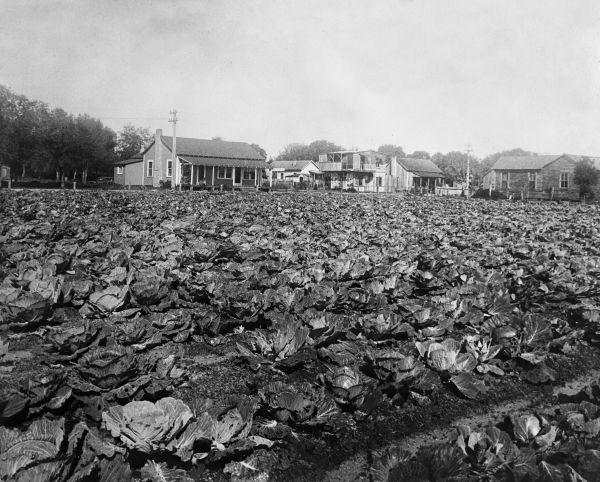 Field with turpentine distillery at left - Lady Lake, Florida.