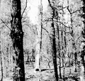 Remains of a boxed pine tree