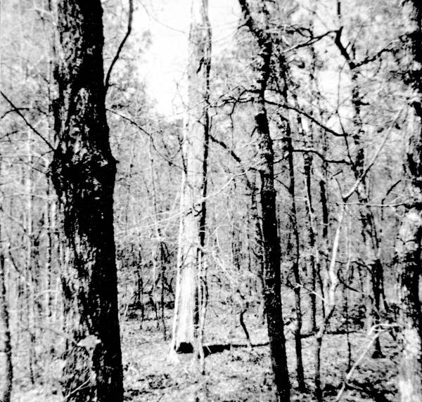 Remains of a boxed pine tree