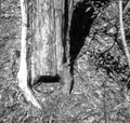 Remains of a boxed pine tree