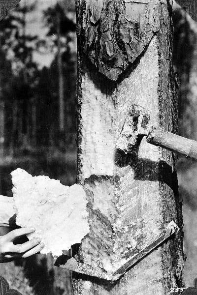 Removing scrape from the tree