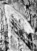 Freshly cut streak showing globules of gum at the end of the resin ducts