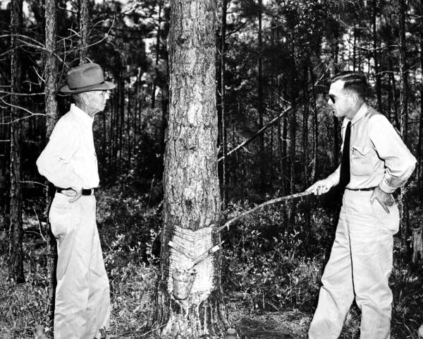 District forester B.C. Leynes and H.J. Westburry