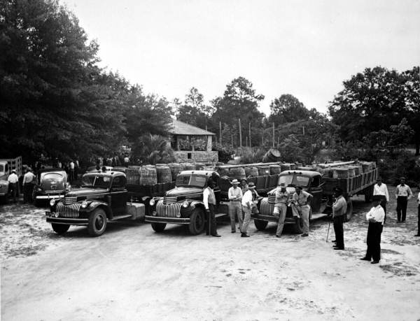 Gum market at Chipley.