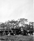 Barrels of turpentine at a still near San Mateo