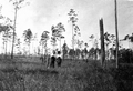 Remains of burned over turpentine pines