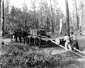 Loading barrels of scrape on a mule drawn wagon