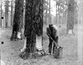 Collecting the crude dip from the receptacles