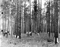 Scraping turpentine trees