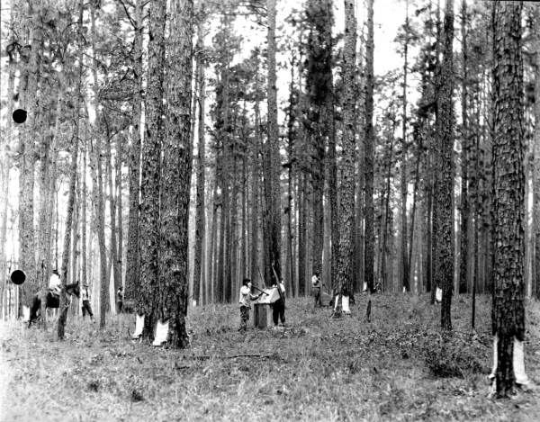 Scraping turpentine trees