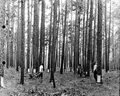 Scraping turpentine trees