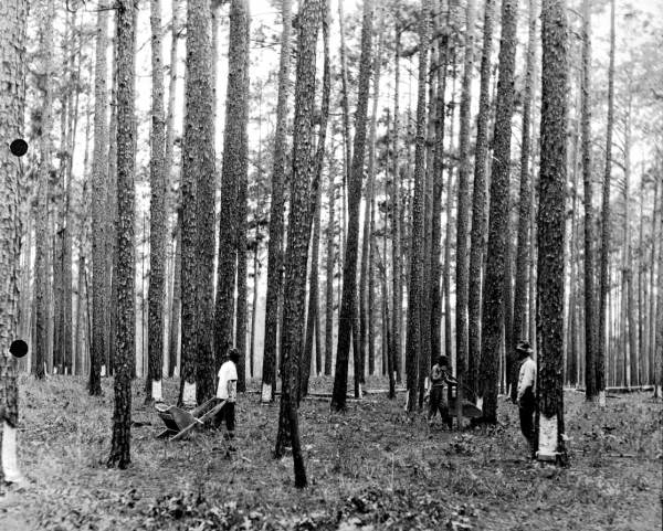 Scraping turpentine trees