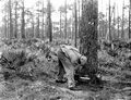 Cutting a face in a pine tree