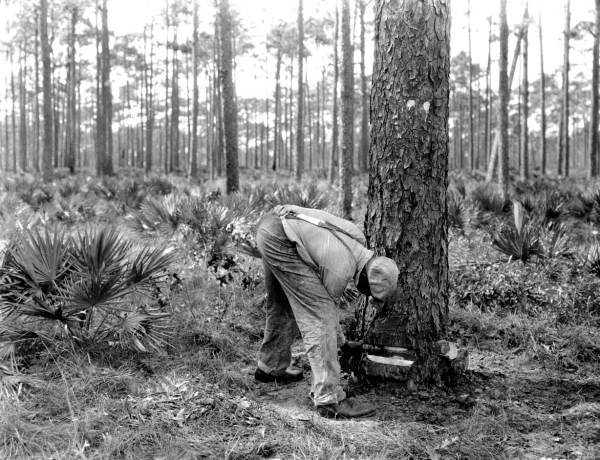 Cutting a face in a pine tree