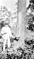 Man standing beside a tapped tree