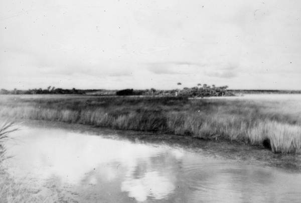 A view of the terrain near Ochopee, mostly marshes with a few heads of palmetto (1942).