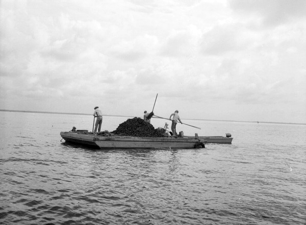 Three men "tonging" for oysters from barge.