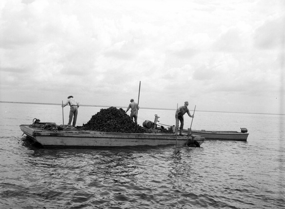 Three men "tonging" for oysters from barge.