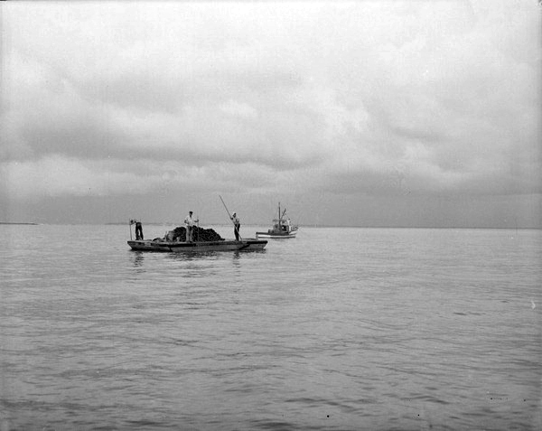Three men "tonging" for oysters from barge.