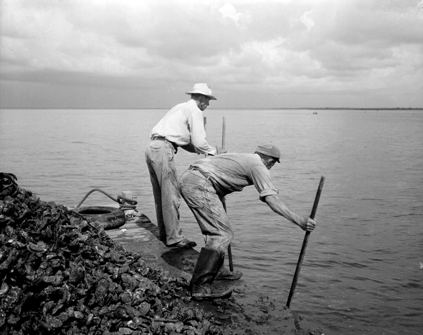 Two men tonging for oysters.