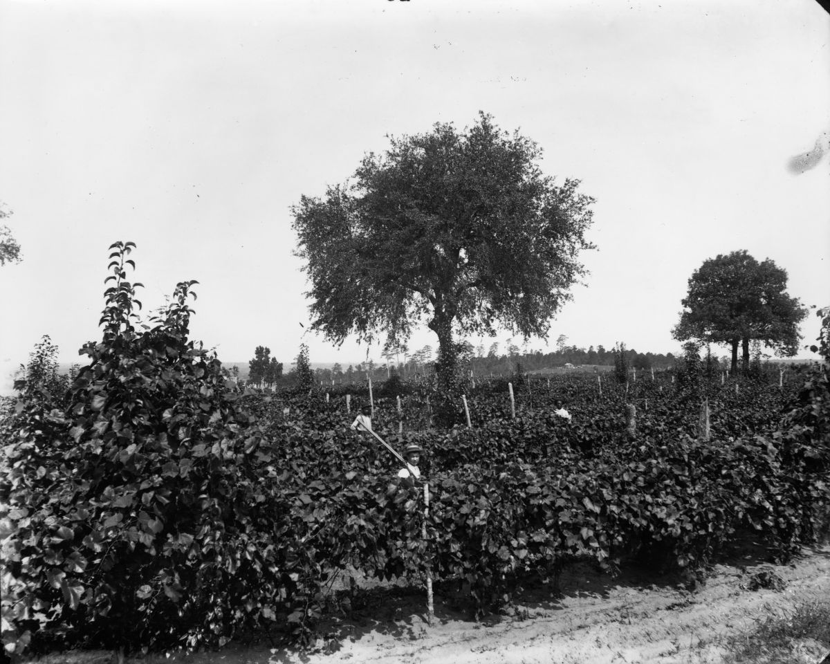 Workmen at harvest time at the San Luis Vineyards operated by Emile DuBois (circa 1890).