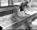 Preparing the strainers for rosin