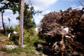 Close-up view showing roots of a tree blown down during Hurricane Andrew in Dade County, Florida.
