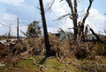 Close-up view showing trees that were damaged by Hurricane Andrew - Dade County, Florida.