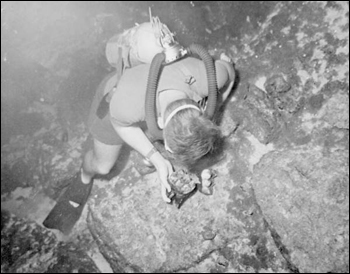 Diver with Mastodon teeth : Wakulla Springs, Florida (195-)