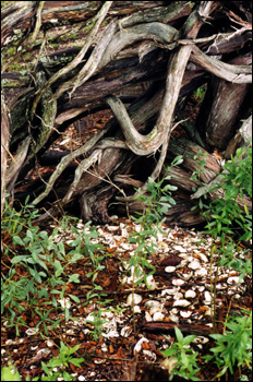 Native American shell midden on south-west end of Big Talbot Island State Park : Jacksonville, Florida (1999)