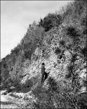 A man looking up to the Turtle Mound shell midden (195-)