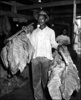 Alexander McGriff carrying shade-grown tobacco to be dried: Havana, Florida (1956)