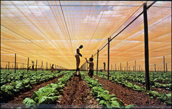 Workers tie up tobacco: Quincy, Florida (1965)