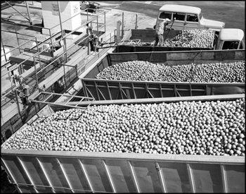 Dump trucks bring citrus fruit to Minute Maid frozen juice plant: Apopka, Florida (1963)