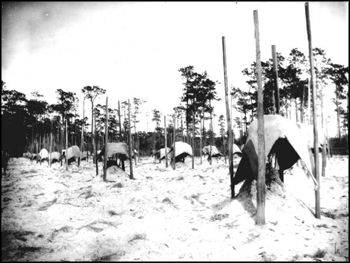 Canvas covers protecting citrus trees from the freeze (ca. 1900)