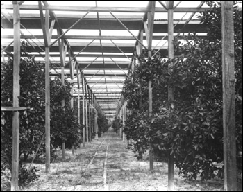 Interior view of Stetson's slat shack protecting his citrus grove: Deland, Florida (ca. 1900)