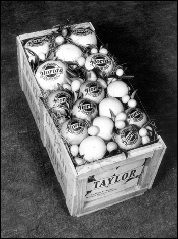 Crate of Florida grapefruit: Winter Haven, Florida (ca. 1940)